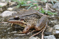 Leptodactylus notoaktites