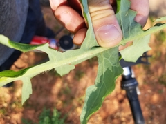 Lactuca