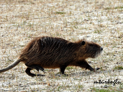 Myocastor coypus