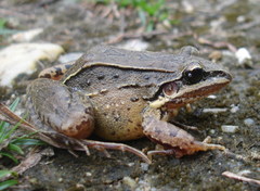 Leptodactylus notoaktites