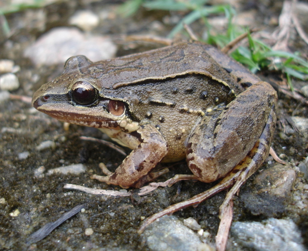Iporanga White-Lipped Frog