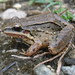 Iporanga White-lipped Frog - Photo (c) Diogo Provete, some rights reserved (CC BY-NC), uploaded by Diogo Provete