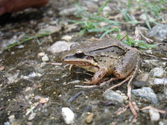 Leptodactylus notoaktites