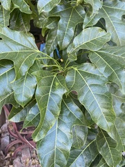 Brachychiton