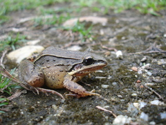 Leptodactylus notoaktites