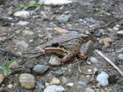 Leptodactylus notoaktites