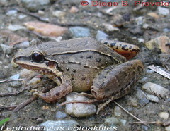 Leptodactylus notoaktites