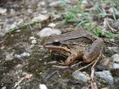 Leptodactylus notoaktites