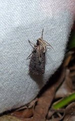 Acrolophus mortipennella