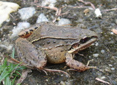 Leptodactylus notoaktites