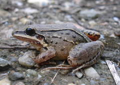 Leptodactylus notoaktites