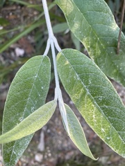 Buddleja madagascariensis