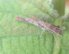 Bactrodes spinulosus