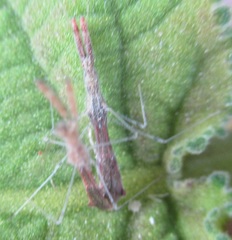 Bactrodes spinulosus