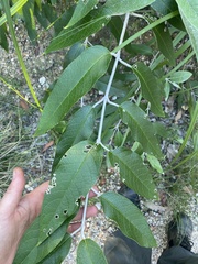 Buddleja madagascariensis