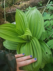 Veratrum insolitum