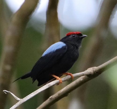 Lance-tailed Manakin (Chiroxiphia lanceolata), photo 9
