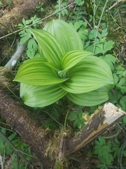Veratrum insolitum