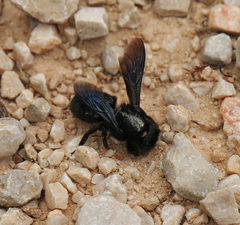 Megachile parietina