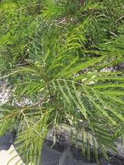 Senegalia berlandieri