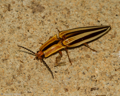 Semiotus serraticornis