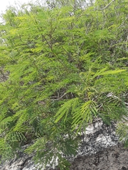 Senegalia berlandieri