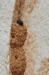 Megachile parietina