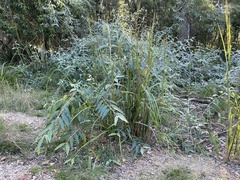 Buddleja madagascariensis