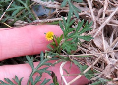 Chrysanthellum indicum