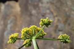 Cymopterus terebinthinus