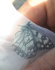 Melanargia ines