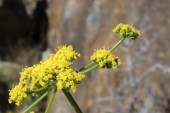 Cymopterus terebinthinus
