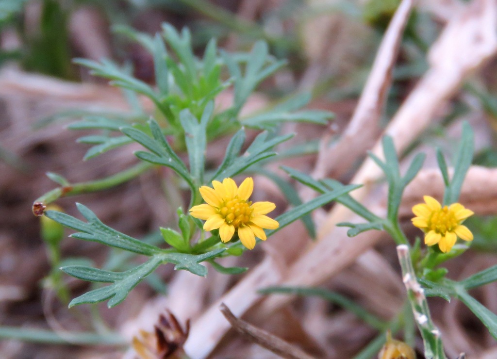 Chrysanthellum