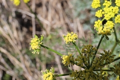 Cymopterus terebinthinus
