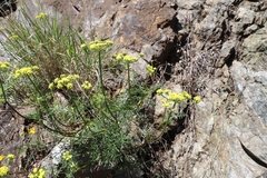 Cymopterus terebinthinus