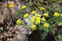 Cymopterus terebinthinus