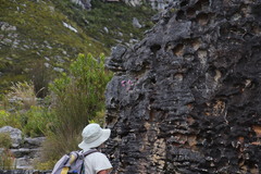 Sonderothamnus petraeus