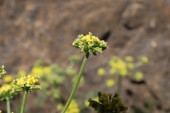 Cymopterus terebinthinus