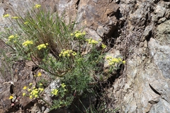 Cymopterus terebinthinus