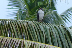 Accipiter hiogaster