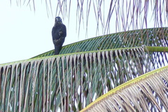 Accipiter hiogaster