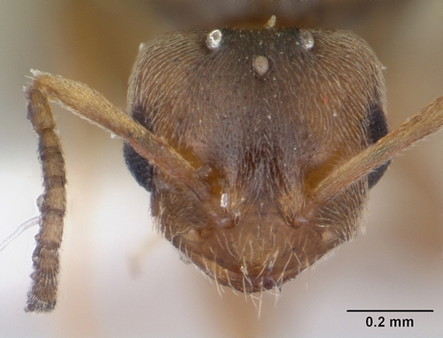 Brachymyrmex heeri (Biodiversidad presente en el Cerro del Crestón ...