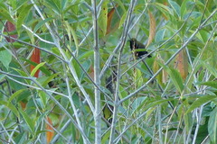 Cinnyris jugularis clementiae
