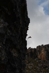 Sonderothamnus petraeus