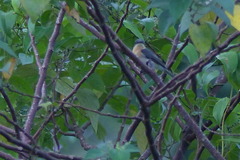 Myiagra galeata