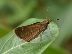 Cymaenes tripunctus