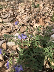 Polemonium reptans