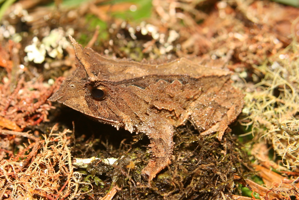 Paranapiacaba Smooth Horned Frog