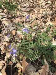 Polemonium reptans