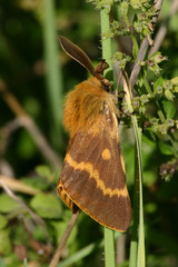 Lemonia dumi